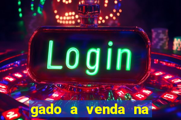 gado a venda na bahia olx